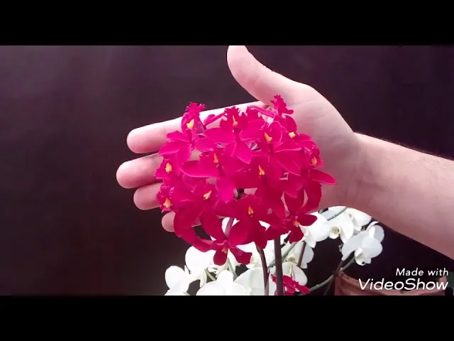 TRES ORQUÍDEAS MUY ESPECIALES: ONCIDIUM EPIDENDRUM, PHALAENOPSIS
