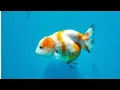 How to treat a wound on a goldfish