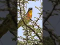 Download Lagu Grey-headed Bushshrike Calling #shorts
