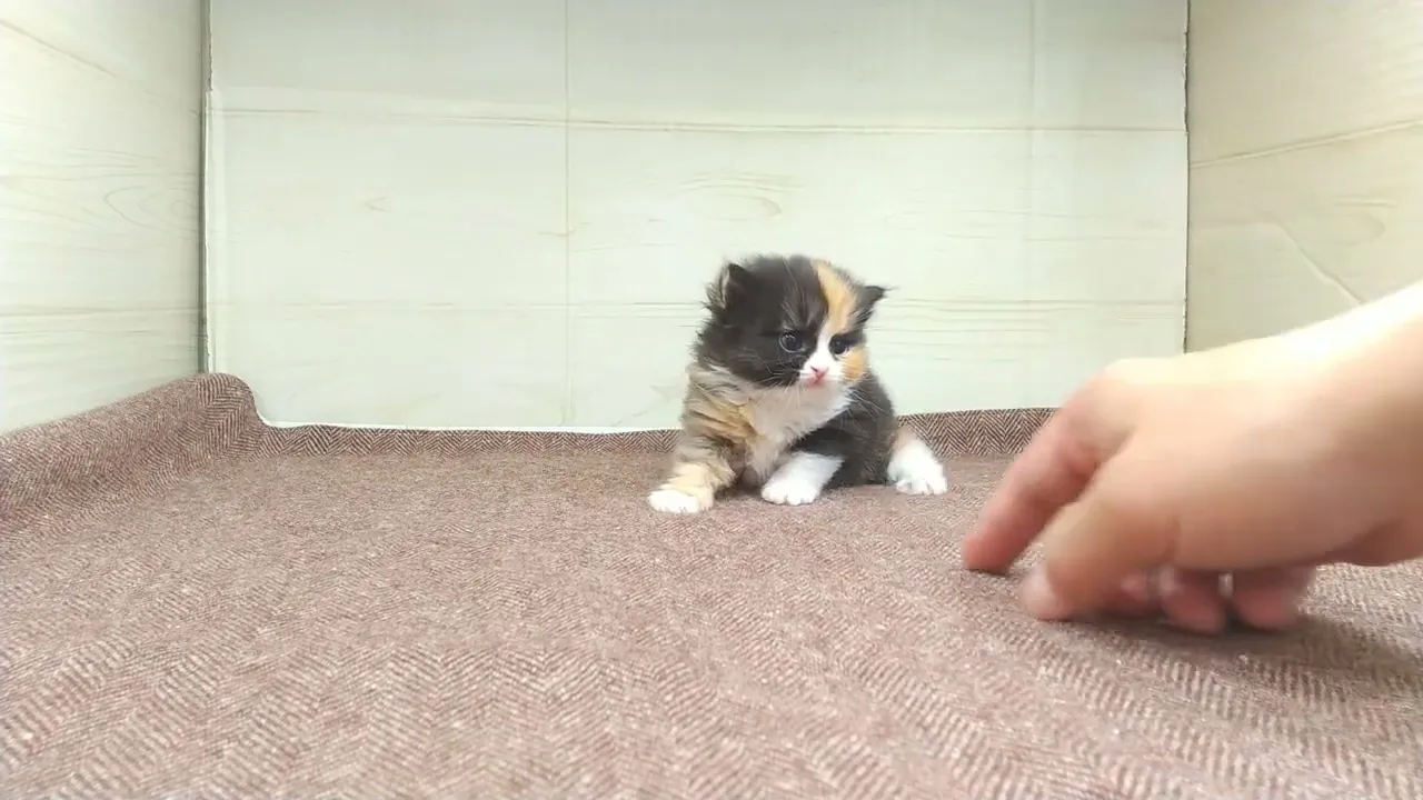 動画