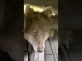 Download Lagu HUGE BLUE WOLF WITH YELLOW EYES #werewolf #direwolf #yelloweyes #bluewolf #bluewolfdog #wolf