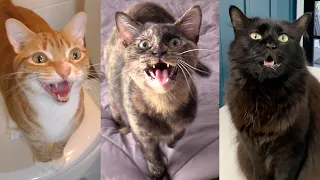 8 Cute Cats Meowing... Which Sound is Best?