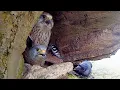 Download Lagu Kestrel Attacked by Cunning Jackdaws | Apollo \u0026 Athena | Robert E Fuller