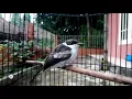 Download Lagu burung jingjing batu anaķan