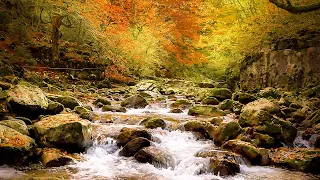 Autumn Healing | Native American Flute for Stress Relief, Relaxation & Inner Peace