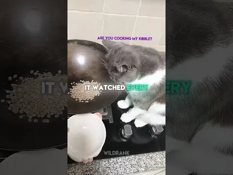 This Cat Thought Its Dinner Was Being Cooked!  😸🍽️ #shorts