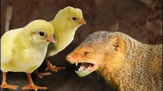 suara anak ayam paling cocok untuk pancing garangan biawak keluar dari sarangnya 100 ampuh