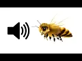 Lagu Bee Buzzing - Sound Effect | ProSounds