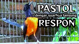 pancingan murai pastol agar cepat ngeplong