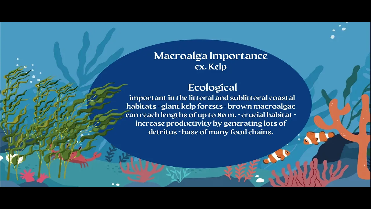 AICE Marine Science Topic 4: Marine Plants