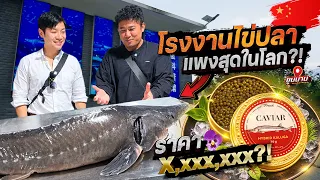 เปิดโลกคาเวียร์ ! บุกฟาร์มหาคำตอบ 12 ปี ได้ไข่แค่ 1 กิโลกรัม จริงเหรอ !? [สาระตั้ม-Thumbntk]