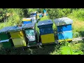 Download Lagu Sastavljanje slabog društva sa jakim,trutuša,roj,nova matica