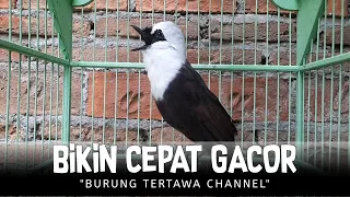 Download Bikin Burung Poksay Jambul Lain RESPON Dan CEPAT GACOR MP3