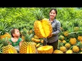 Download Lagu Harvesting giant pineapples to sell at market with my little daughter
