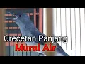 Download Lagu Crecetan PANJANG Murai Air Dengan suara Jernih Sangat cocok untuk Masteran Burung berkicau