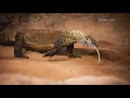 New Komodo dragon at the Buffalo Zoo
