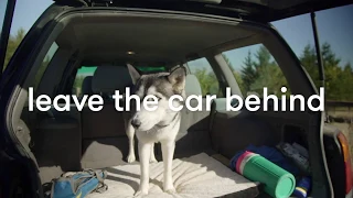 Summer Fun Safety Exercise and Wellness Banfield Pet Hospital