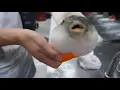 Pufferfish eating a carrot