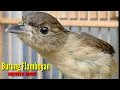 Download Lagu Burung Flamboyan Gacor Ngebren Rapat Nyerecet Cocok buat Pancingan dan Masteran