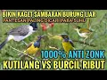 Download Lagu Suara pikat burcil vs kutilang ampuh terbaru 2025