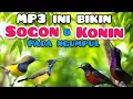 Download Lagu MP3 PIKAT BURCIL KOMBINASI SOGON RIBUT DAN KONIN RIBUT