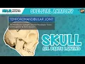 Skull Anatomy With Labels Updated Version