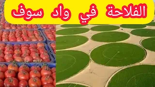 الفلاحة في وادي سوف الجزائر 