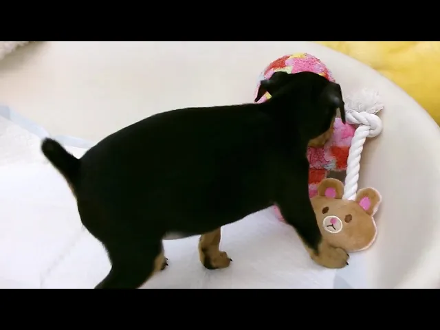 動画