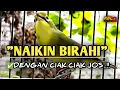 Lagu CIAK CIAK JOSS KECIAL KUNING AMPUH||PANCINGAN KECIAL MALAS BUNYI||