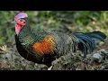 Download Lagu suara ayam hutan betina sahut jantan petrek kokok joss untuk pikat