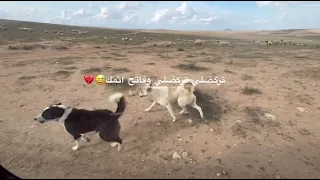 تركضلي تركضلي وفاتح ايدك    دندنها