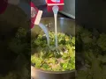 Download Lagu Broccoli Cheddar Soup with Sourdough Croutons