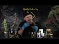 Strain Review With a Grow Master Strains Ice Cream Cake