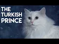 Turkish Angora Cat 101 - Learn ALL About Them