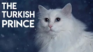 Turkish Angora Cat 101 - Learn ALL About Them