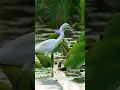 Download Lagu Suara Kuntul Menengah — Dengarkan Suara Identifikasi yang Digunakan Pengamat Burung! (Ardea intermedia) #suaraburung #shorts