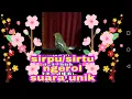 Download Lagu sirpu/sirtu ngerol suara unik . reygen bird