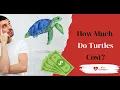 How Much Do Turtles Cost