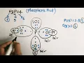 draw the electron dot structure of H3PO4 Lewis dot structure of h3po4 phosphoric acid