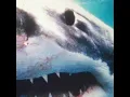 Hall Of Fame
