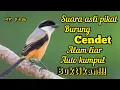 Download Lagu SUARA ASLI PIKAT CENDET,PENTET ALAM LIAR BUKTIKAN LANGSUNG PADA KUMPUL