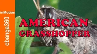  persistent and stubborn american grasshopper