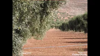 Mihemed Bilko Efrîna Min محمد بلكو أغنية عفرينامن 