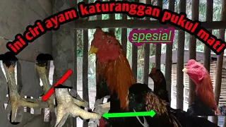 Download ini ciri ayam katuranggan pukul mati spesial )( pukul cepat pukul k,o ) yg di cari pakar ayam MP3