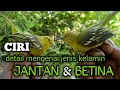 Download Lagu perbedaan jantan dan betina burung sirtu
