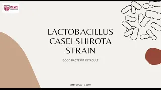 Lactobacillus Casei Shirota Strain