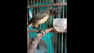 konin ijoan gacor kemricik air cocok untuk terapi penggacoran 