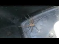 Relocating a Rain Spider Palystes superciliosus