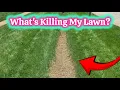How To Stop Pythium Blight