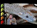 Rosy Boa The Best Pet Snake